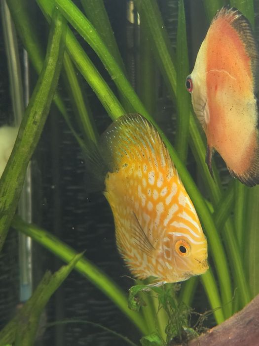Discus Pigeon Gold