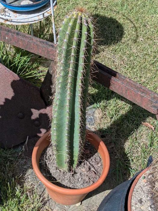 Cato Cereus com 65cm em Vaso de Barro