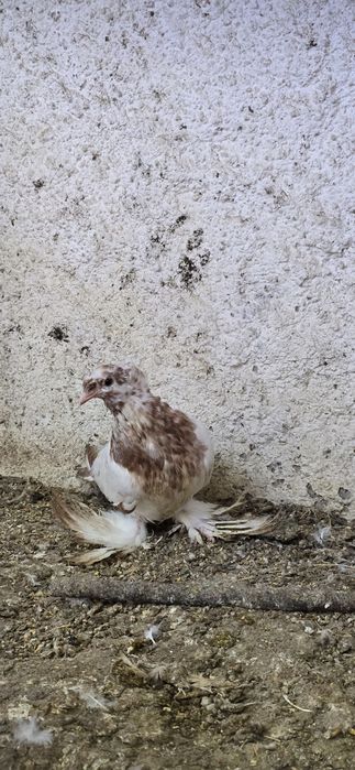 Casal de pombos tambor cabeleira frisados e cambalhota