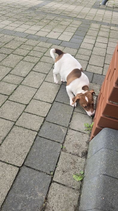 Piesek szczenie Jack Russell