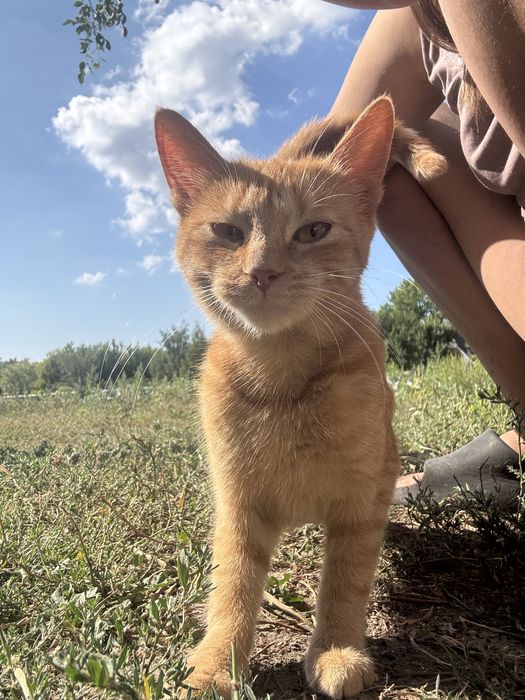 Кошка котята молодая