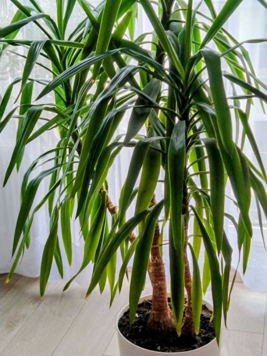 Juka piekny duzy czerstwy kwiat 2,3 m x 2m