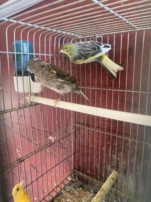 Canários machos e fêmeas