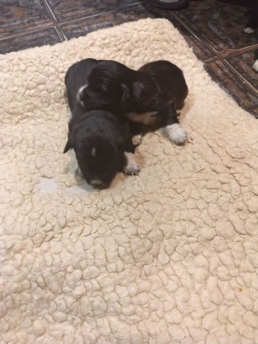 Oddam Szczeniaki po Border Collie