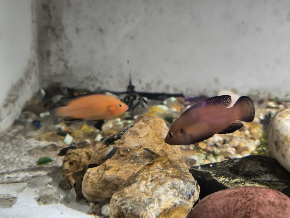 Peixe Jóia do Turkana