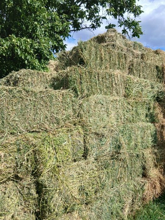 Продам люцерку в тюках и сено