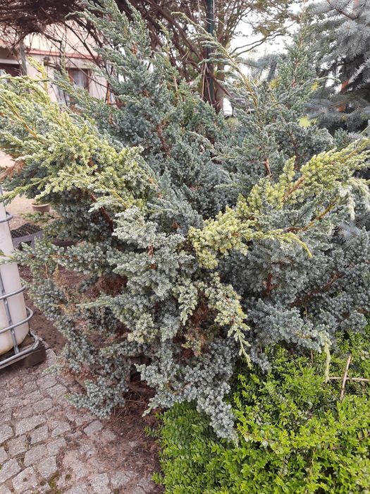 Jałowiec łuskowaty sadzonka