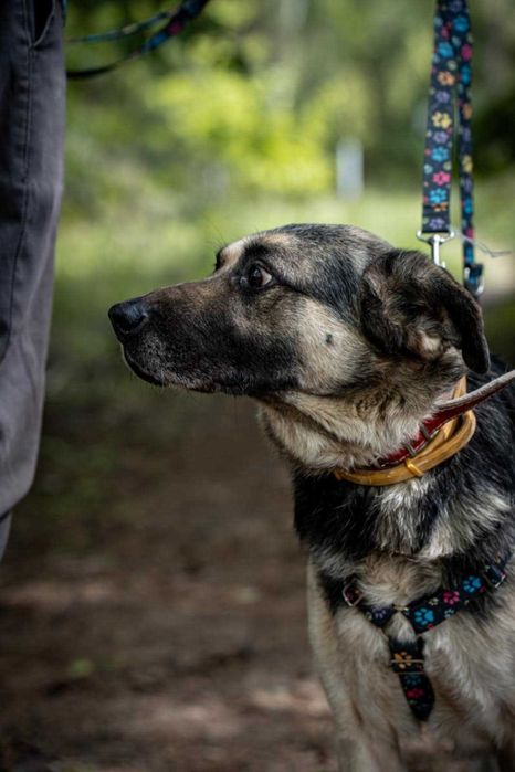 Cudowny pies - Messi szuka odpowiedzialnego domu