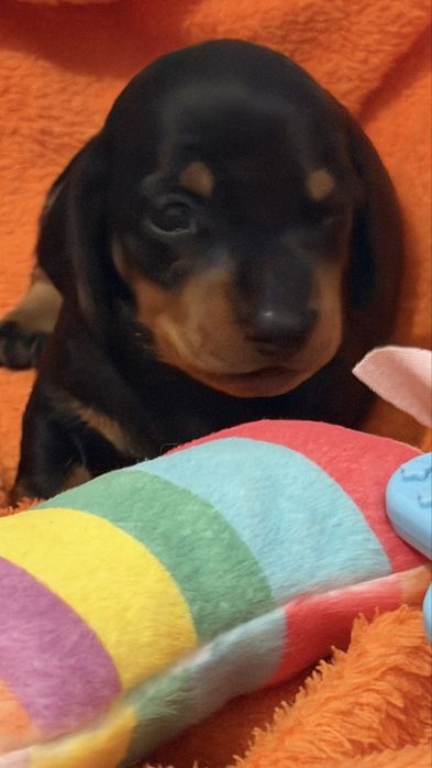 Lindo e excelente menino teckel
