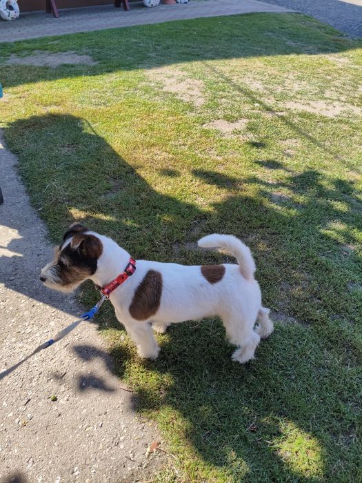 Pies Jack russell terrier reproduktor
