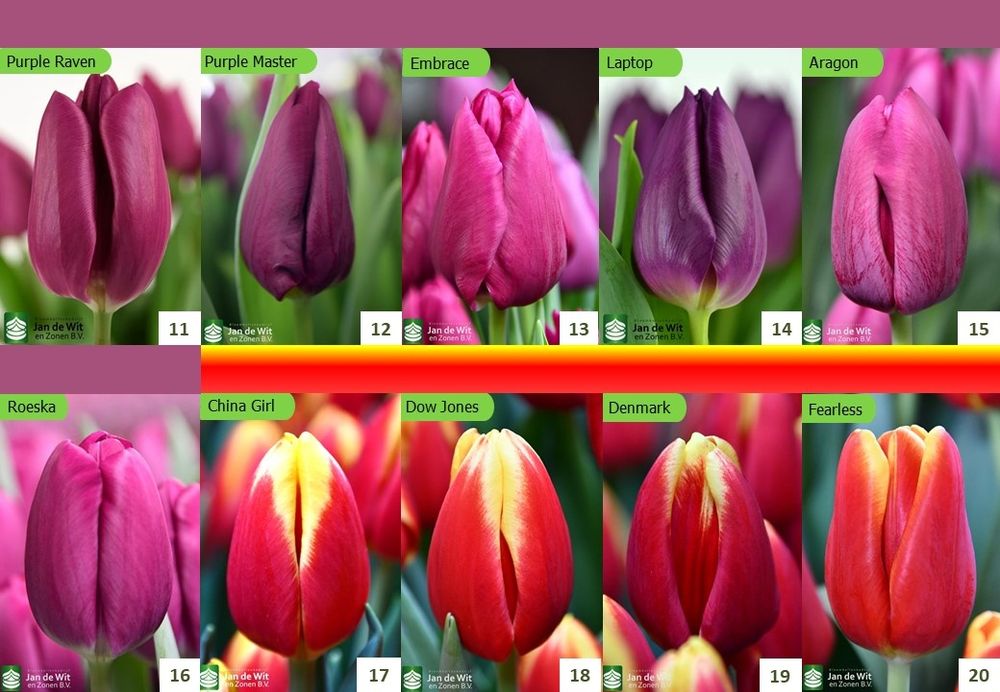 ТЮЛЬПАН Український ОПТ