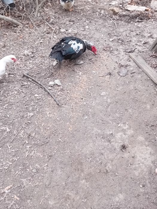 Kaczory piżmowe/zamiana lub sprzedaż