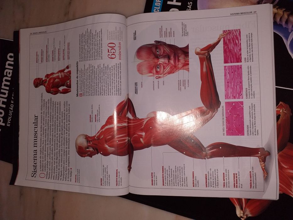 Livros sobre o Corpo Humano