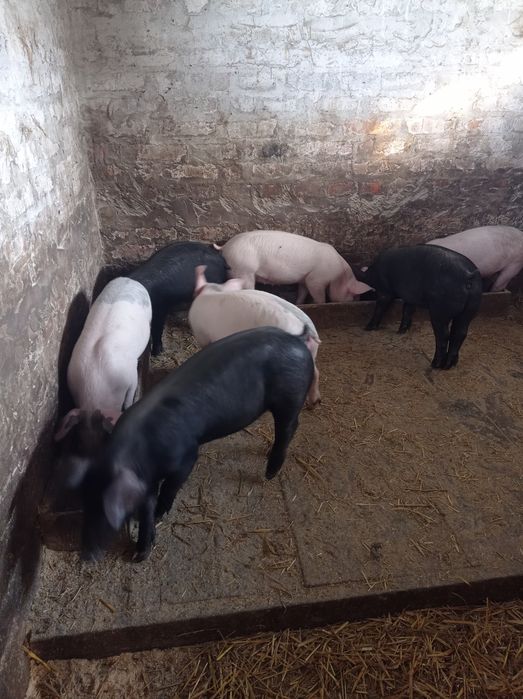 Продам поросят  два місяця