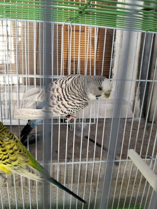 Casal Periquitos Australianos