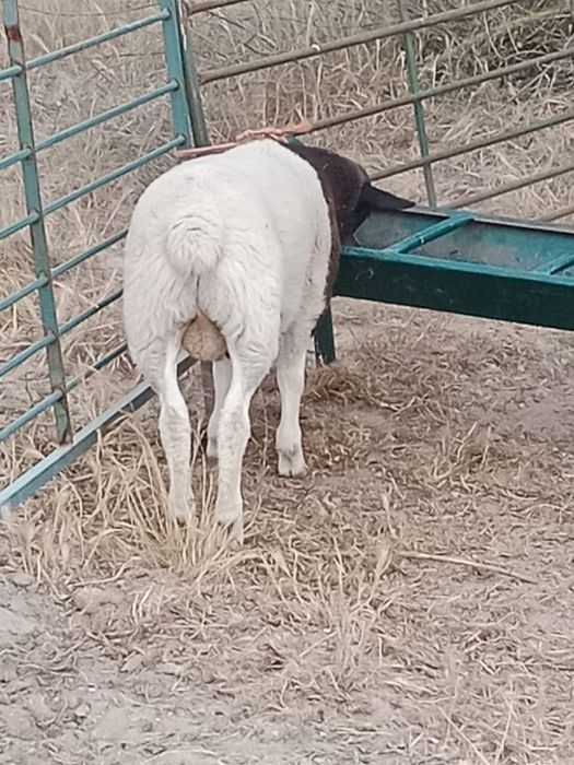 borrego macho cruzado Dorper