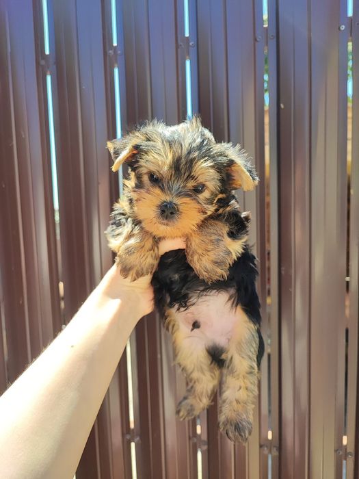 Масiк Йорик Одеський