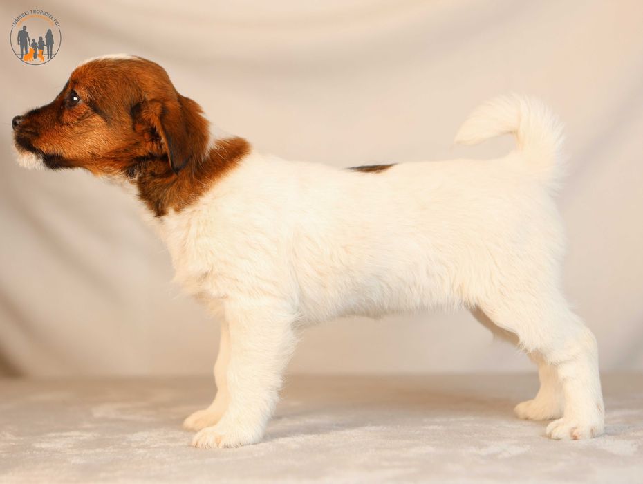 Jack Russell Terrier ZKwP FCI