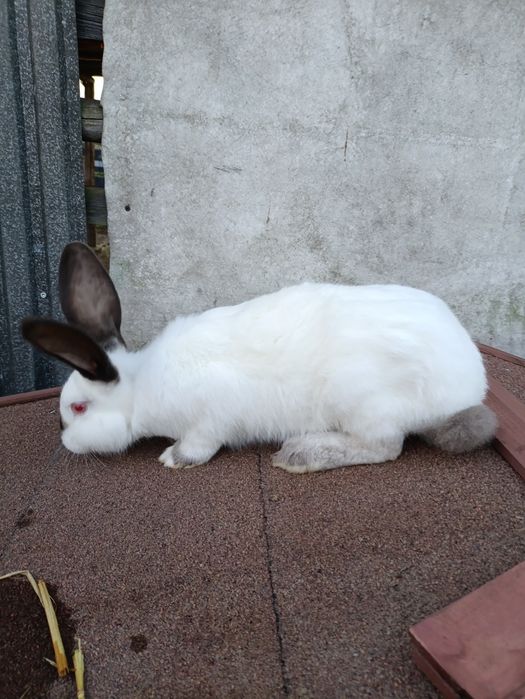 Sorzedam samice kalifornijska