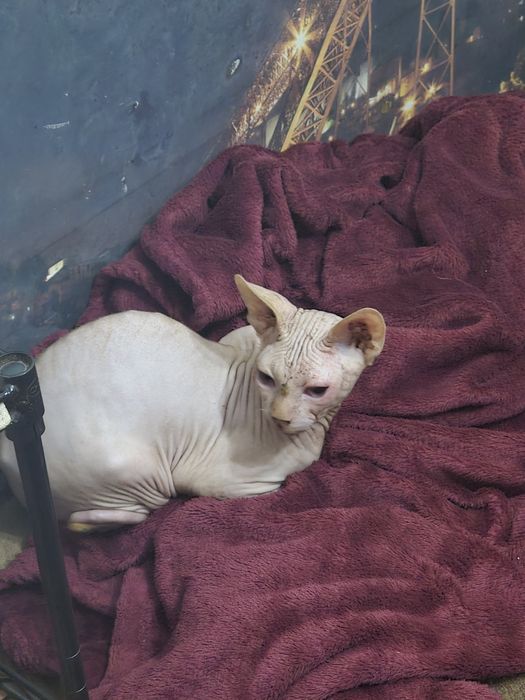 Gatinho com 7 meses