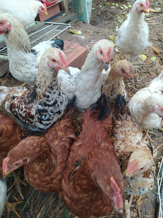 Frangos do campo,  Galos, Galinhas