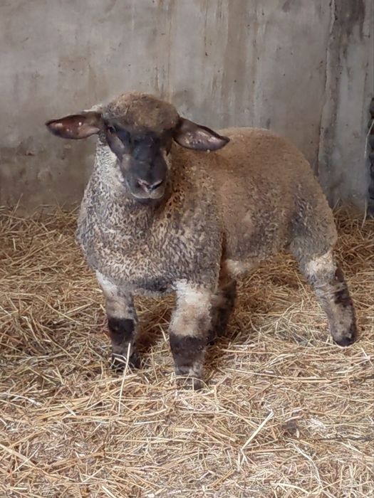 Borrego Suffolk x Ilê de France 3 meses