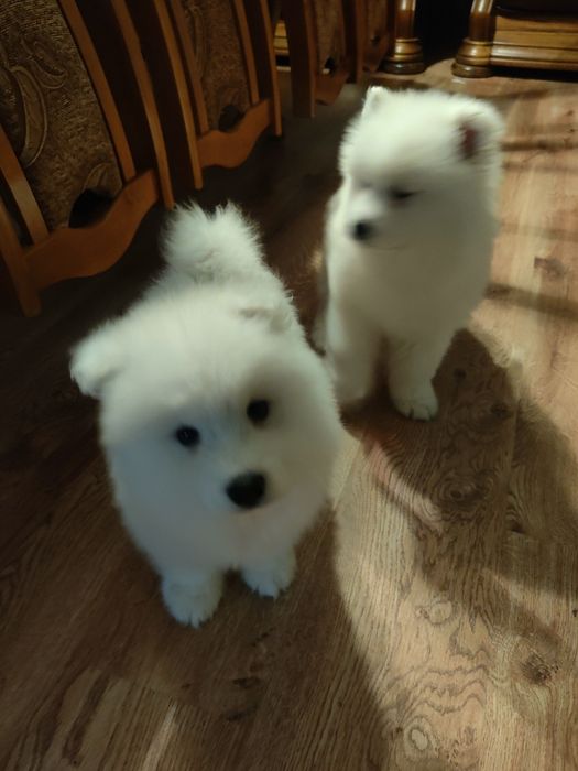 Samojed, biała kropka