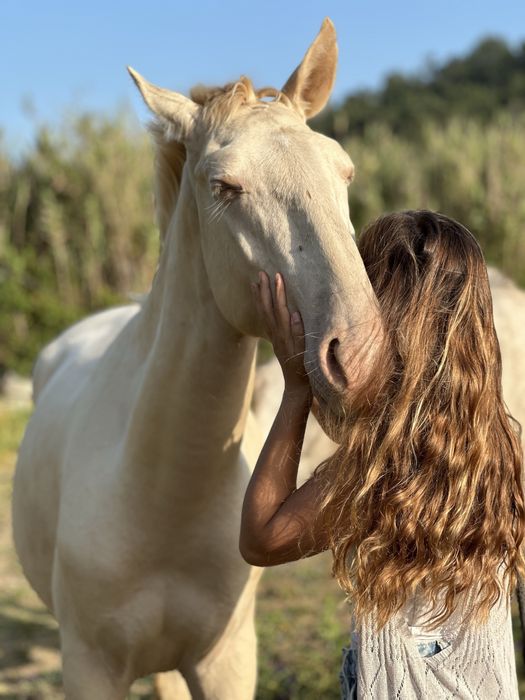 Cavalo Isabel olhos azuis  Lusitano Puro