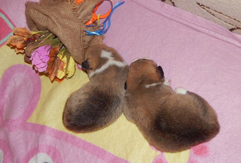 Мальчики Вельш Корги Пемброк