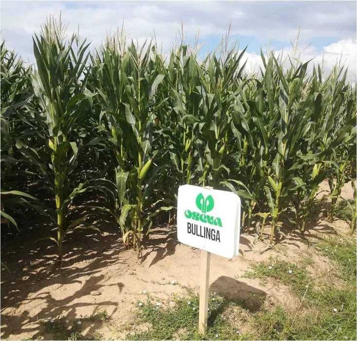 Nasiona kukurydzy BULLINGA ziarno kiszonka FAO 250 (80 tys.)