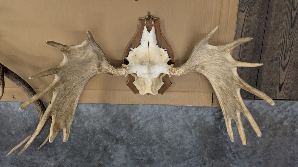 Kolekcja poroży, wieniec jelenia, wieniec łosia, parostki,tyki, trofea