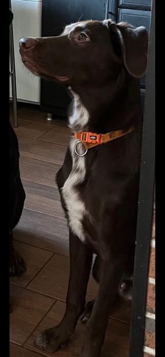 Віддам в добрі руки метиса курцхаара