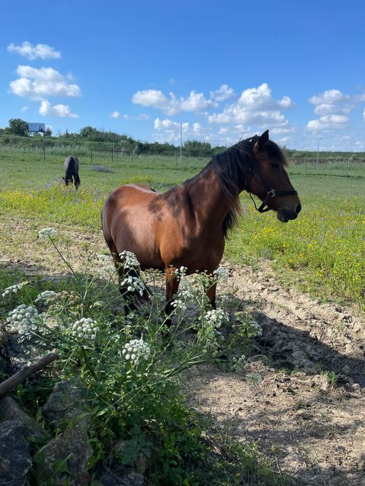 Vendo  Egua muito docíl