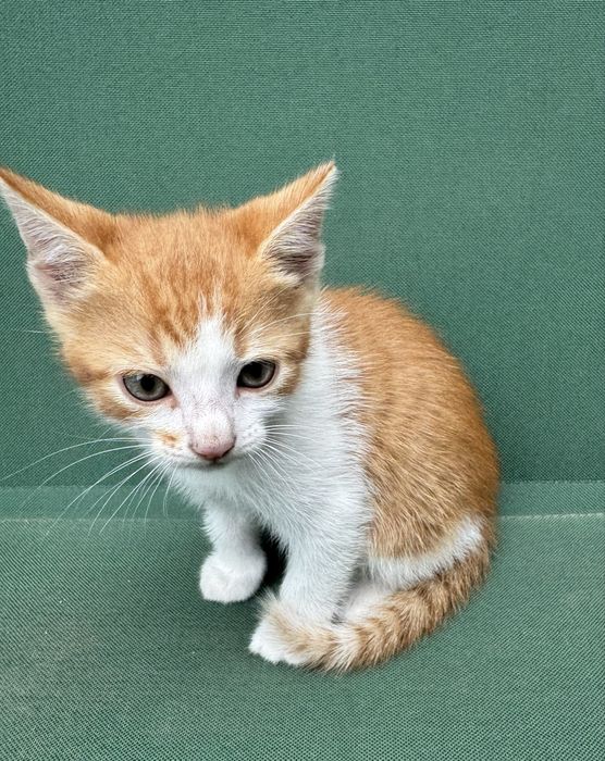 Подаруємо котика хлопчик