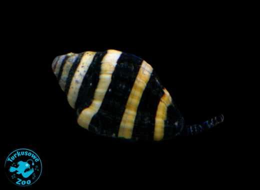 ŚLIMAK PUSIOSTOMA ENGINA Bumble bee na ślimaki osiadłe akwariummorskie