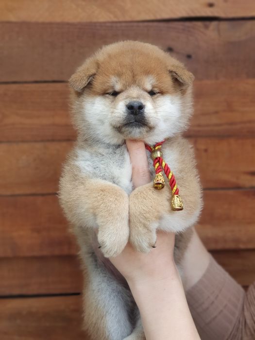 Шиба іну, shiba, сиба цуценят з міжнародного розплідника