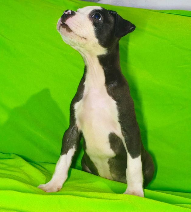 macho american pitbull terrier