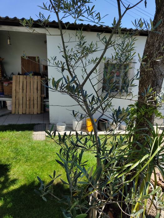 Planta Oliveira Simples