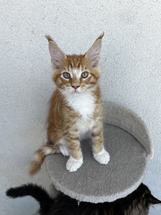 Piękny pręgowany rudzielec Maine Coon