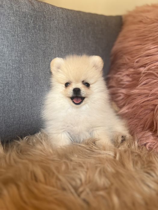 Szpic minaturowy pomeranian suczka