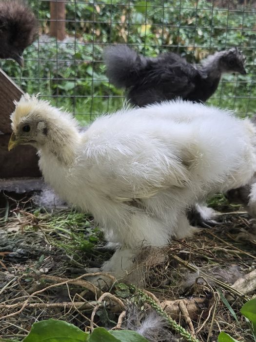 Продам 8 курчат китайської шовкової з квочкоюю