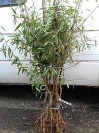 Саджанці та черенки солодкого мигдаля.