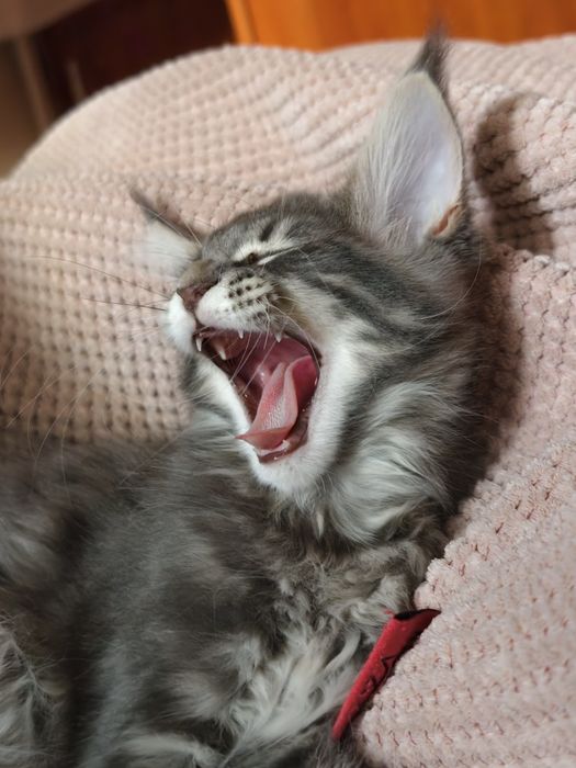 Kotka Maine Coon kociak
