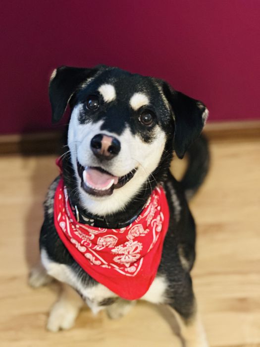 Cudna Frycia szuka domku