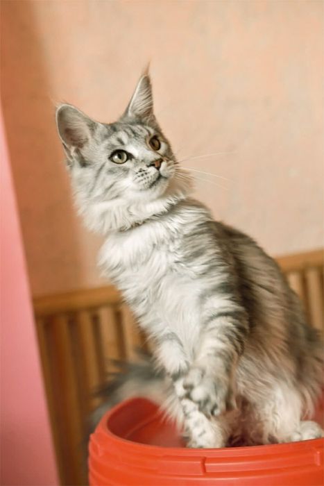 Шикарная серебряная девочка