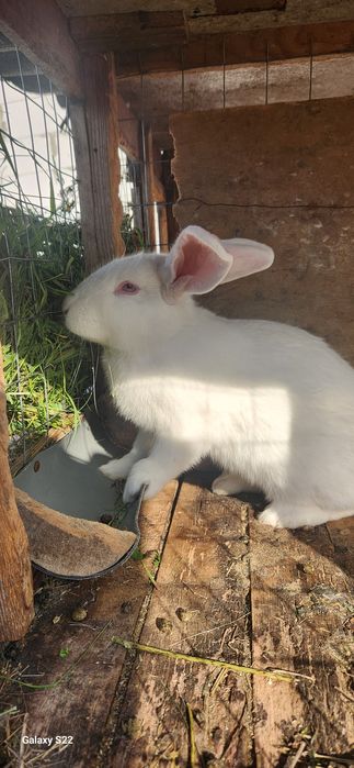 Продам, обміняю, є самці, є самки!! ного віку!!