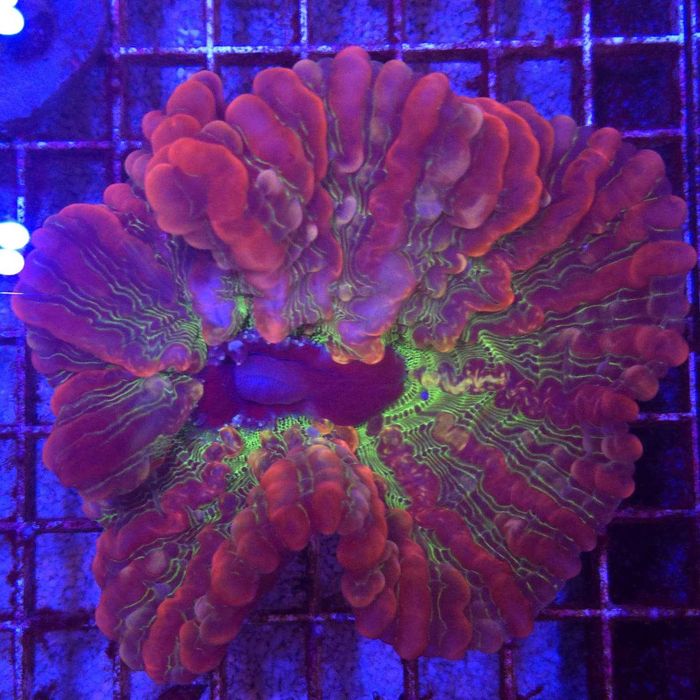 Rainbow Indophyllia WYSIWYG Kingdom of Corals LPS Koralowce