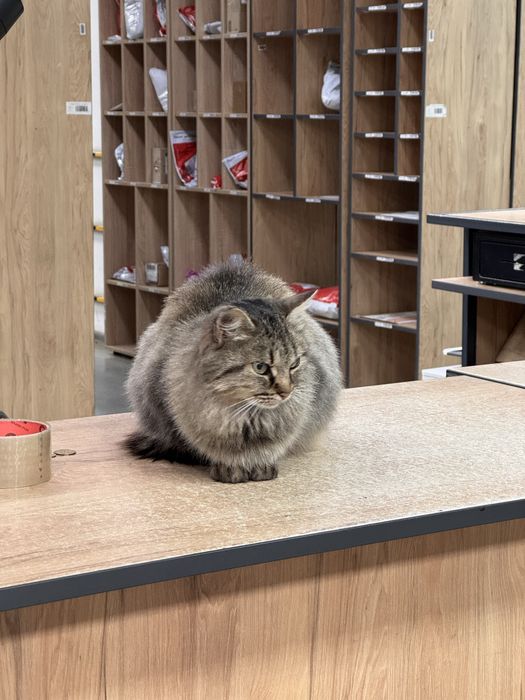 Киця у люблячу сімʼю