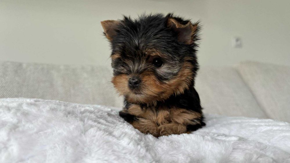 Mini Dziewczynka Yorkshire Terrier z Rodowodem