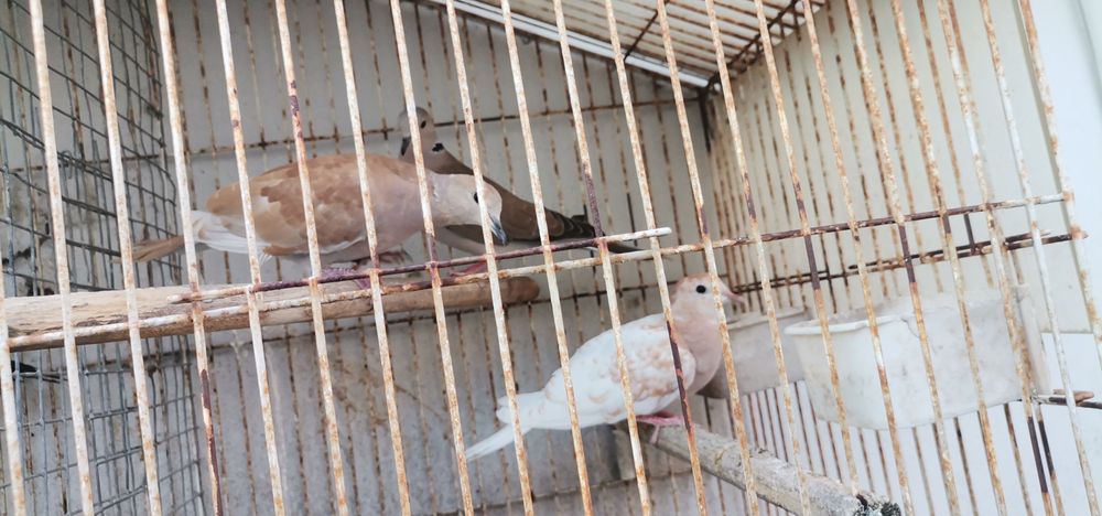 Vendo rolas de vários cores